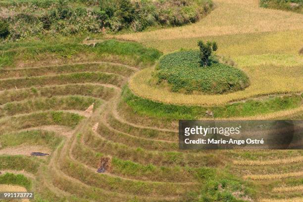 china, longji rice terraces (guangxi province) - marie ange ostré - fotografias e filmes do acervo
