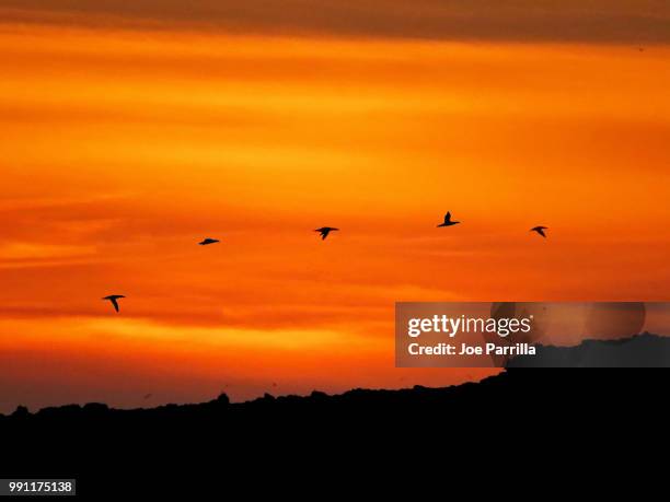 gannets at sunset, alderney - parrilla stock pictures, royalty-free photos & images