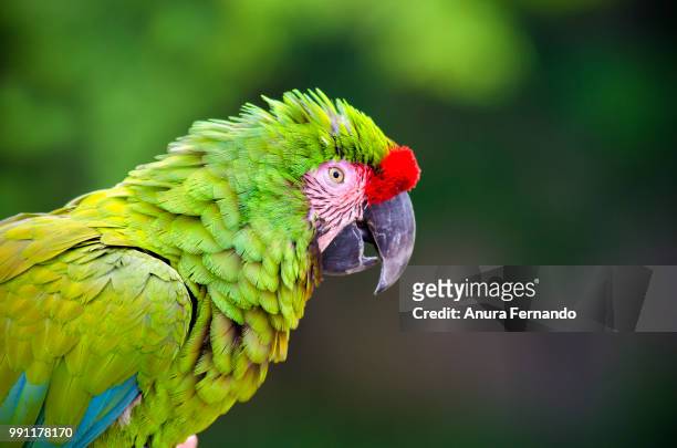 military macaw - anura stock pictures, royalty-free photos & images