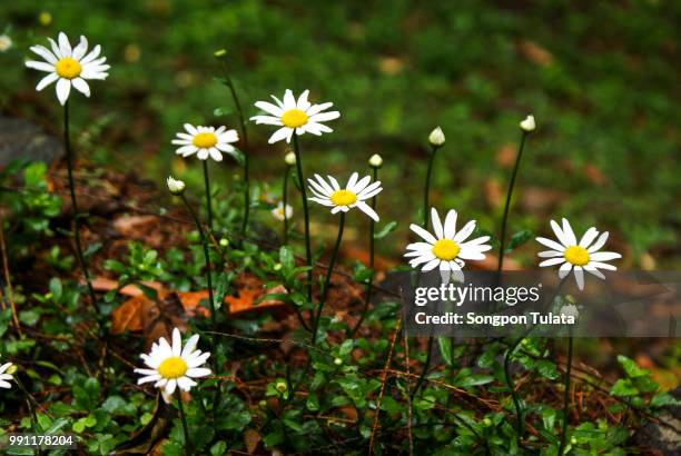 flowers in sikkim - biennial stock pictures, royalty-free photos & images