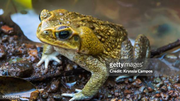cane toad close up - cane toad fotografías e imágenes de stock