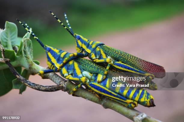 grasshopper - vara stock pictures, royalty-free photos & images