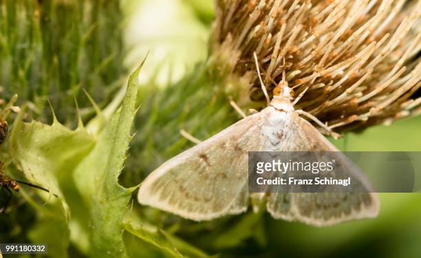 schmetterling - schmetterling stock pictures, royalty-free photos & images