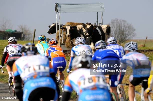 Omloop Het Nieuwsblad 2009 Illustration Illustratie, Cow Vache Koe, Peleton Peloton, Gent - Gent , Tim De Waele