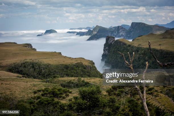 20264224871.jpg - alexandre ferreira stock pictures, royalty-free photos & images