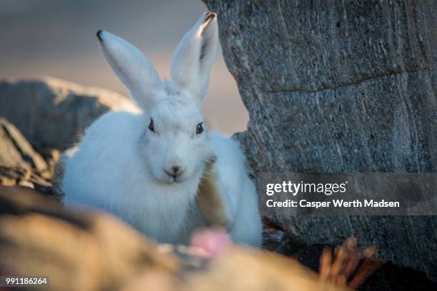 cute and calm - arctic hare stock-fotos und bilder