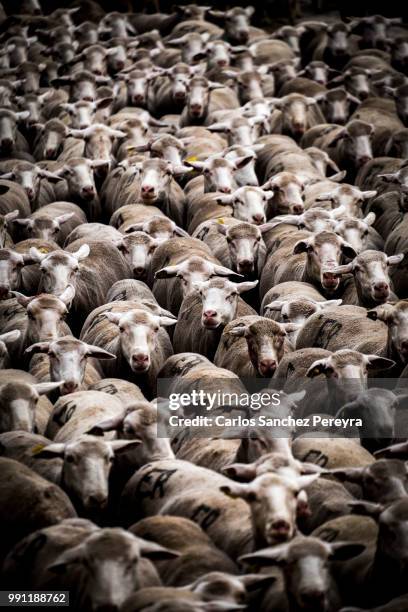 flock of sheep in spain - soria stock pictures, royalty-free photos & images