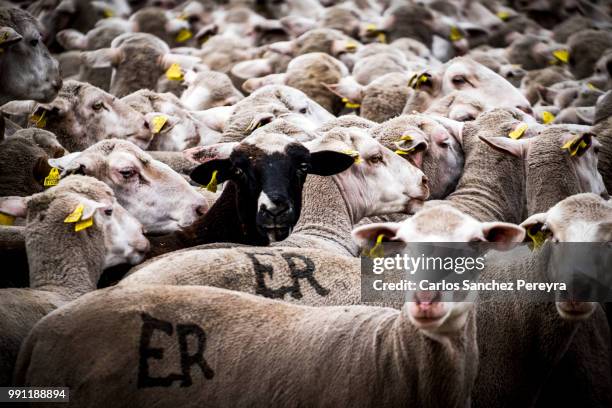 flock of sheep in spain - soria stock pictures, royalty-free photos & images