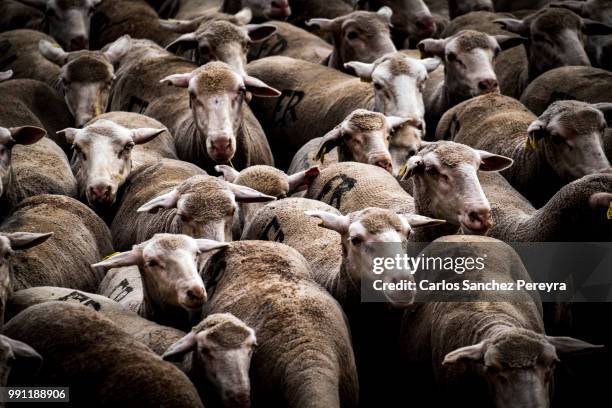 flock of sheep in spain - soria stock pictures, royalty-free photos & images