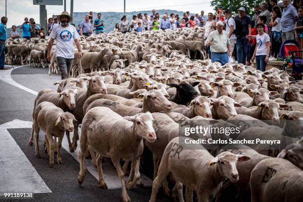 flock of sheep in spain - soria stock pictures, royalty-free photos & images