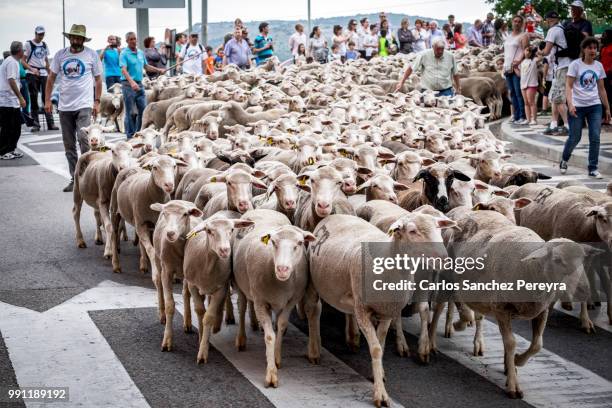 flock of sheep in spain - soria stock pictures, royalty-free photos & images