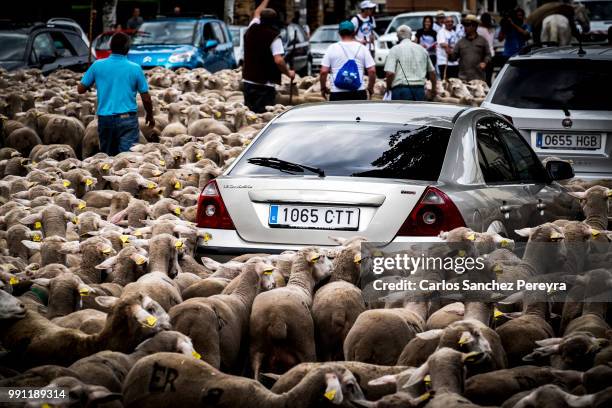 flock of sheep in spain - soria stock pictures, royalty-free photos & images