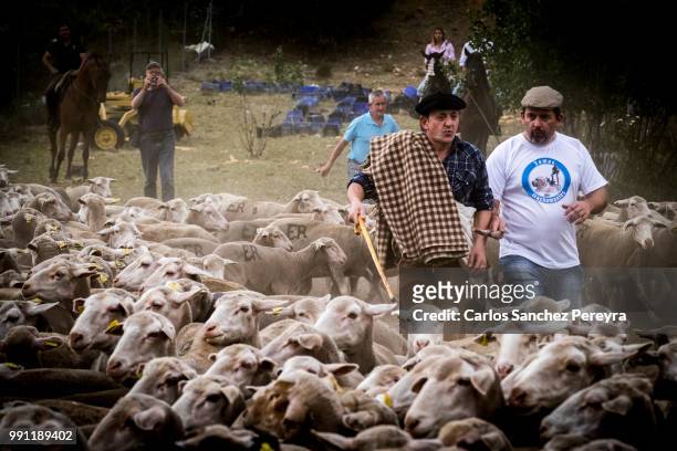 flock of sheep in spain - soria stock pictures, royalty-free photos & images