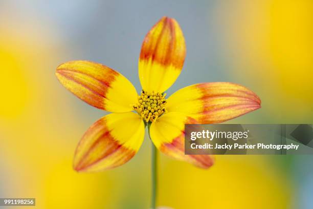 close-up of the beautiful summer flowering, yellow bidens flower common names beggarticks, black jack, burr marigolds, cobbler's pegs, spanish needles, stickseeds, tickseeds and tickseed - garden coreopsis flowers stock pictures, royalty-free photos & images