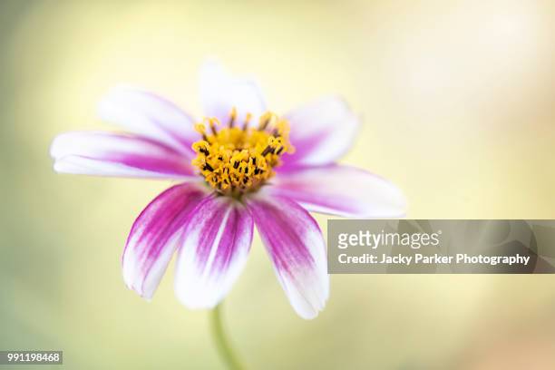 close-up of the beautiful summer flowering pink bidens flower common names beggarticks, black jack, burr marigolds, cobbler's pegs, spanish needles, stickseeds, tickseeds and tickseed - garden coreopsis flowers stock pictures, royalty-free photos & images