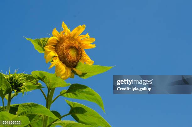 rising sunflower - lyle stock-fotos und bilder