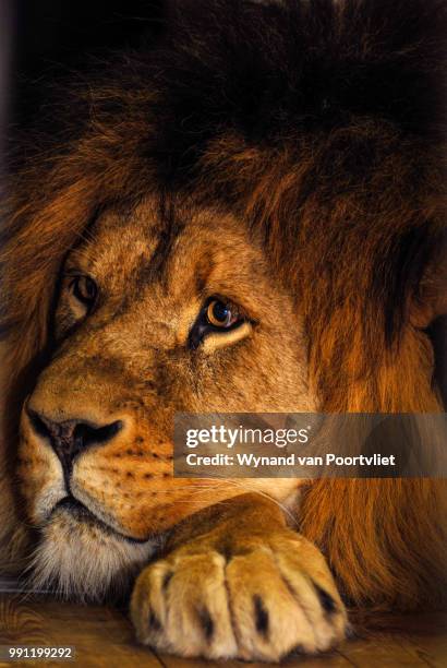 clarence - wynand van poortvliet stock pictures, royalty-free photos & images