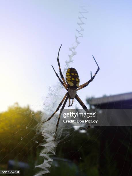 banana spider in morning sun 1 - orb weaver spider bildbanksfoton och bilder