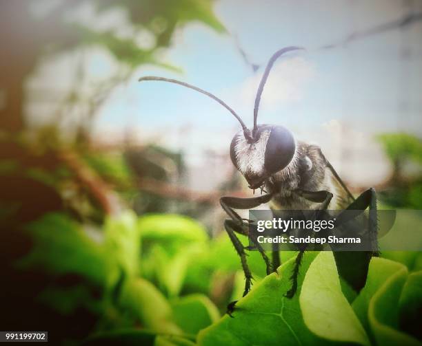 Indian Wasp Insect 264 India Wasps Stock Photos, High-Res Pictures, and Images - Getty Images