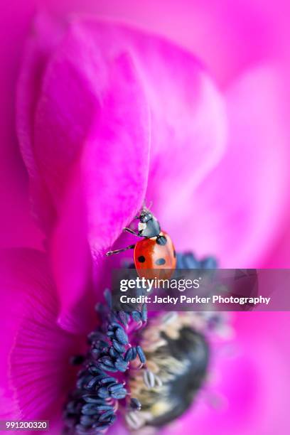 a 7-spot ladybird on a vibrant pink anemone flower also known as the windflower - anemone dei fiorai foto e immagini stock
