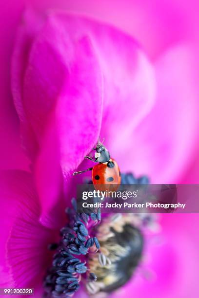 a 7-spot ladybird on a vibrant pink anemone flower also known as the windflower - bukettanemon bildbanksfoton och bilder