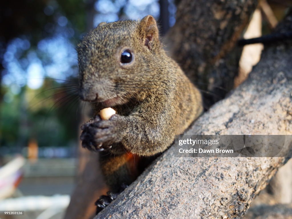 Squirrel