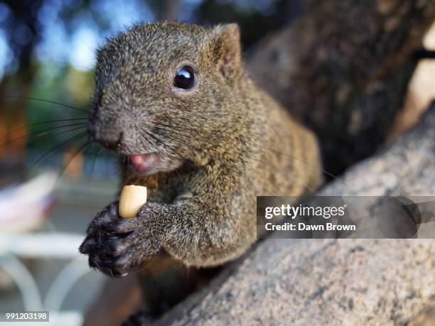 Squirrel High-Res Stock Photo