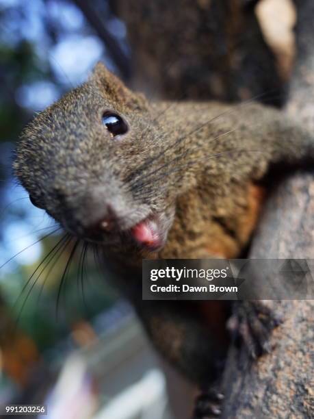 Squirrel High-Res Stock Photo