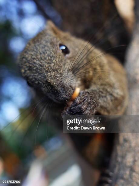 Squirrel High-Res Stock Photo