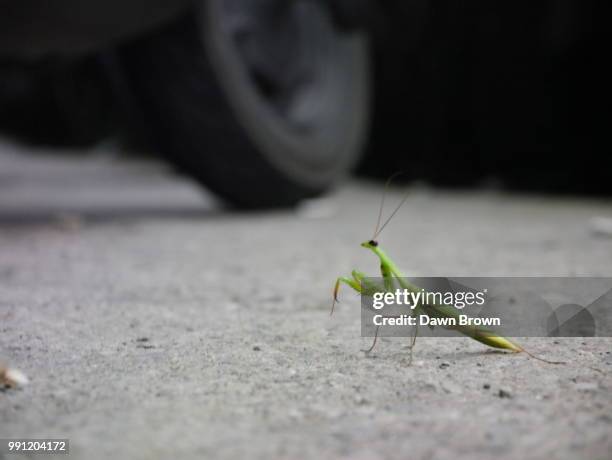 Mantis High-Res Stock Photo