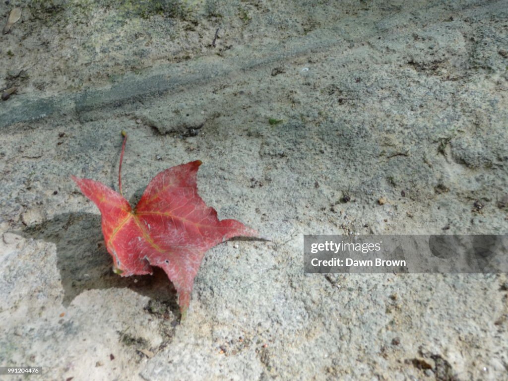 Falling-maple
