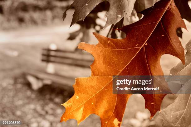 Almost Fall Photos and Premium High Res Pictures - Getty Images