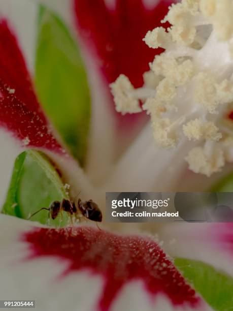 ant - macleod stock pictures, royalty-free photos & images