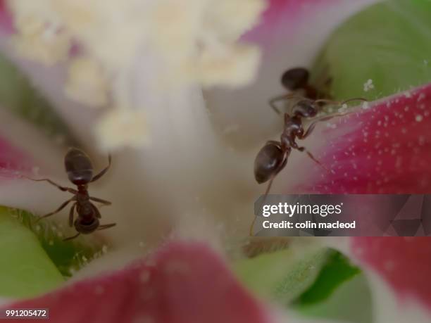 antz - macleod stock pictures, royalty-free photos & images