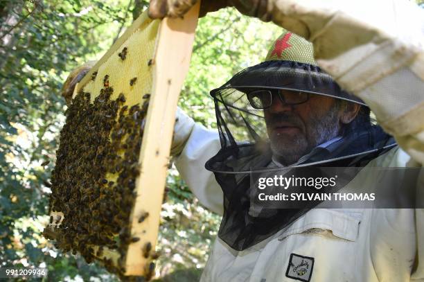 Beekeeper works on black bee hives in Pont de Montvert, Lozere, on June 25, 2018. Black bees, producing high qualified honey, are seen in the...