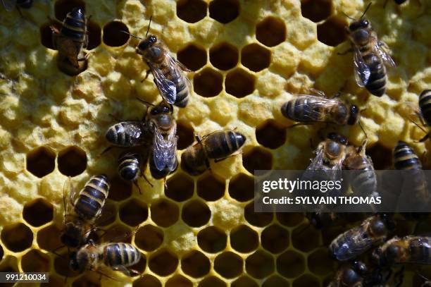 Picture shows black bees in Pont de Montvert, Lozere, on June 25, 2018 - Black bees, producing high qualified honey, are seen in the northwestern...