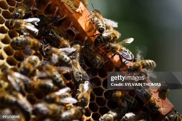Picture shows black bees in Pont de Montvert, Lozere, on June 25, 2018 - Black bees, producing high qualified honey, are seen in the northwestern...