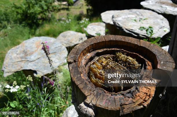 Picture shows black bees in a hive made in a trunk, in Pont de Montvert, Lozere, on June 25, 2018. - Black bees, producing high qualified honey, are...