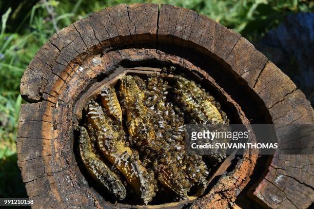 Picture shows black bees in a hive made in a trunk, in Pont de Montvert, Lozere, on June 25, 2018. - Black bees, producing high qualified honey, are...
