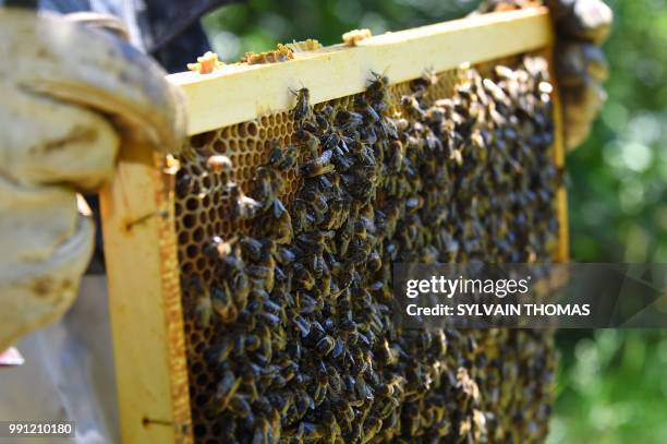 Picture shows black bees in Pont de Montvert, Lozere, on June 25, 2018 - Black bees, producing high qualified honey, are seen in the northwestern...