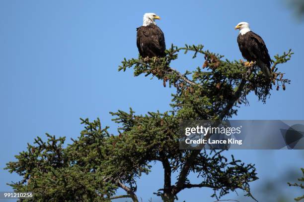 Two bald eagles sit on tree limbs on July 3, 2018 in Seward, Alaska. The Mount Marathon Race is held every year on July 4th and the approximate race...