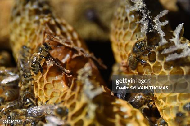 Picture shows black bees in a hive made in a trunk, in Pont de Montvert, Lozere, on June 25, 2018. - Black bees, producing high qualified honey, are...