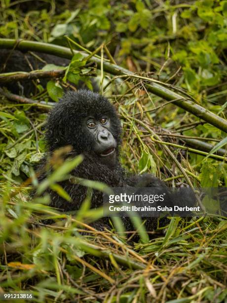 infant mountain gorilla is sitting on a pile of trees. - ruhengeri foto e immagini stock