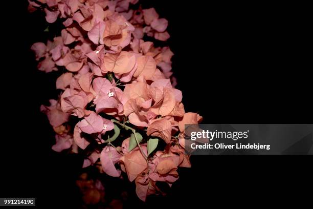 flowers at night in cape verde - cape verde stockfoto's en -beelden