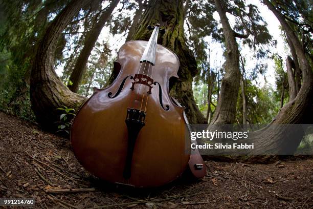 brothers - instrumento baixo imagens e fotografias de stock