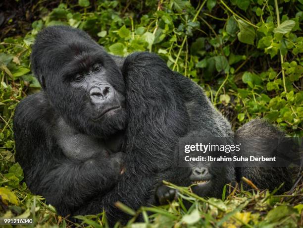 silverback mountain gorilla is resting on some leaves with an infant mountain gorilla. - ruhengeri foto e immagini stock