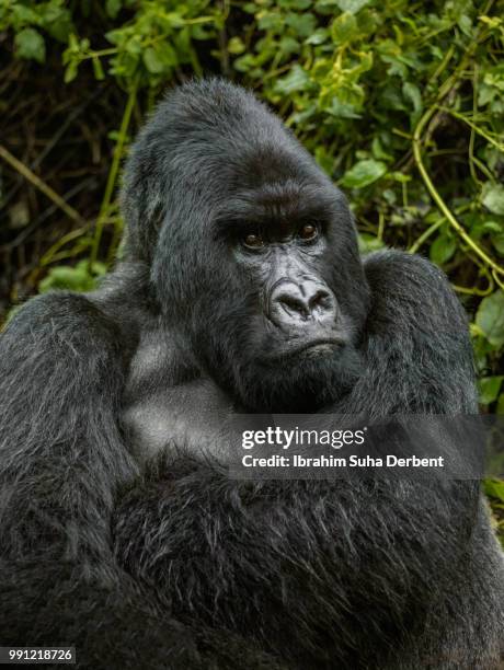 portrait of an angry silverback mountain gorilla. - ruhengeri foto e immagini stock