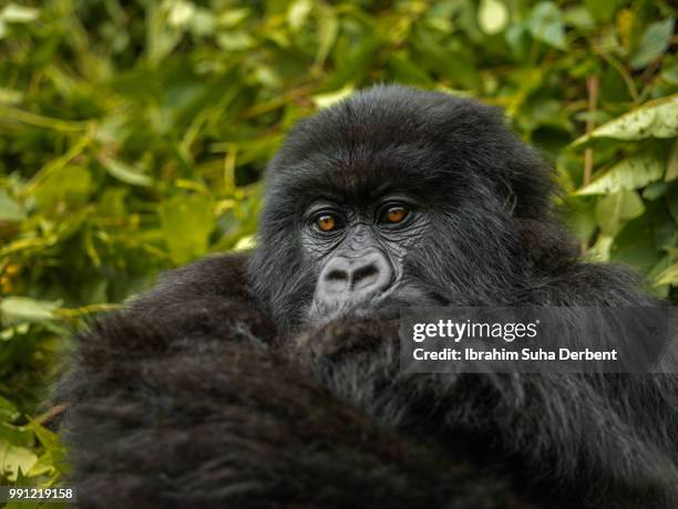 close up photo of adult mountain gorilla. - ruhengeri foto e immagini stock