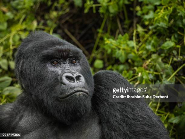 portrait of a silverback mountain gorilla. - ruhengeri foto e immagini stock