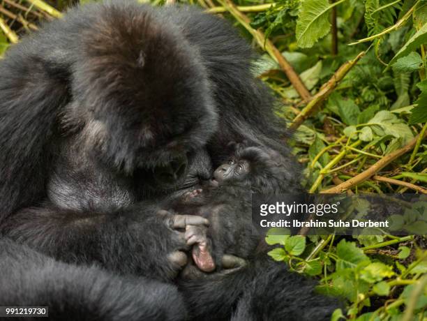 female mountain gorilla is breastfeeding an infant gorilla. - ruhengeri stock pictures, royalty-free photos & images